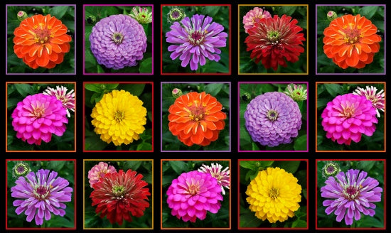 Zinnia Flower 24" Panel, Elizabeth's Studio, 570-Black