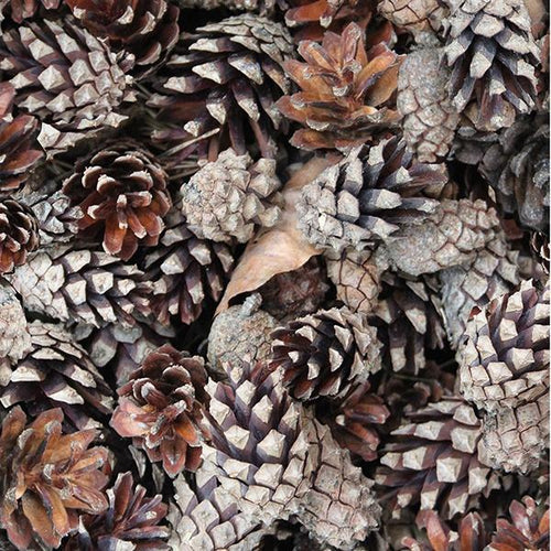 Pinecones 44" fabric by Hoffman, V5233-93 Russett, Tree Farm