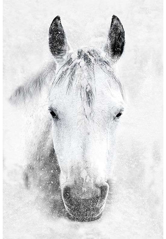 Hoffman Panel 29" digital Horse U5017 Storm