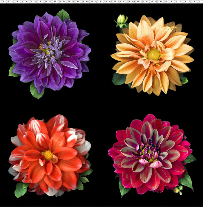 Dahlia Flowers 44" digital panel by Clothworks, Tinas Garden, Y3674-55