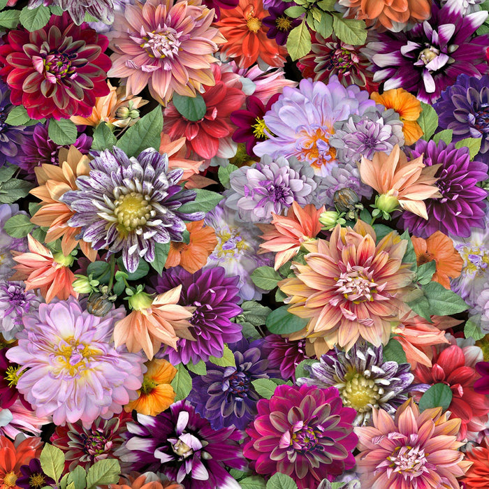 Dahlias 44" fabric by Clothworks, Y3676-55, Tina's Garden