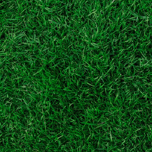 Dark Green Grass 44" fabric by Quilting Treasures,  28104-F, Open air