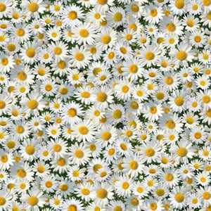 White Daisies 44" fabric by Elizabeth's Studio, 656-White, Landscape Medley